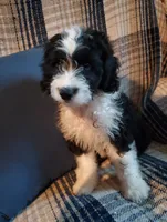 Otis, a male Sheepadoodle for sale in Bellevue, IA – 1 of 3