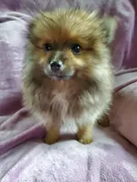 Olive, a female Pomeranian for sale in Bellevue, IA – 6 of 10
