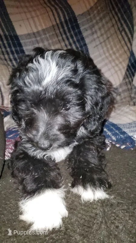 Auggie – Sheepadoodle puppy for sale in Bellevue, IA