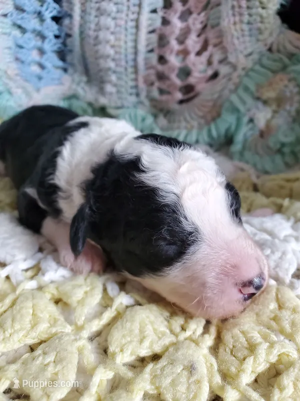 Beth – Sheepadoodle puppy for sale in Bellevue, IA