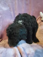 Auggie, a male Sheepadoodle for sale in Bellevue, IA – 2 of 3