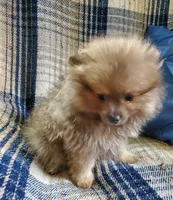 Olivia, a female Pomeranian for sale in Bellevue, IA – 9 of 10