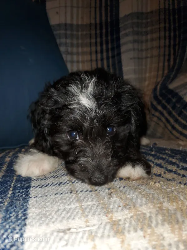 Auggie – Sheepadoodle puppy for sale in Bellevue, IA