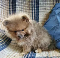 Olivia, a female Pomeranian for sale in Bellevue, IA – 7 of 10