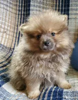 Olivia, a female Pomeranian for sale in Bellevue, IA – 6 of 10