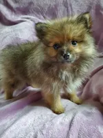 Olive, a female Pomeranian for sale in Bellevue, IA – 5 of 10