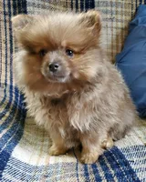 Olivia, a female Pomeranian for sale in Bellevue, IA – 4 of 10