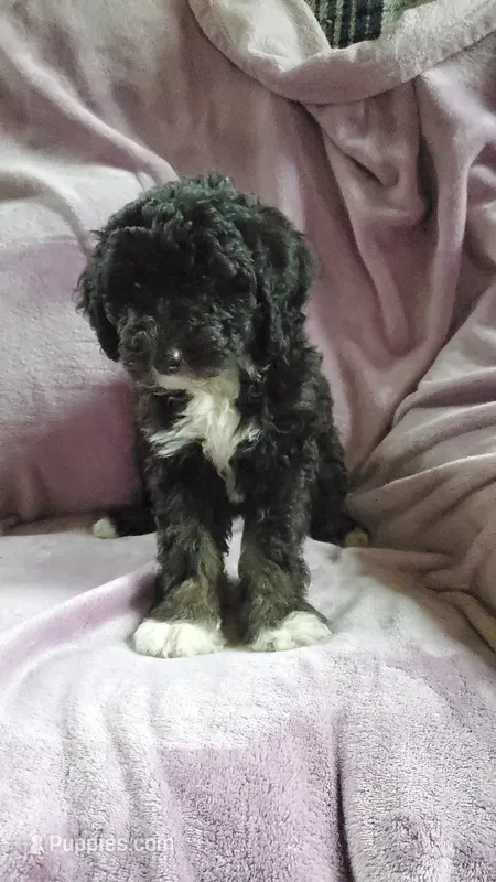 Poppy – Sheepadoodle puppy for sale in Bellevue, IA