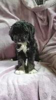 Poppy, a female Sheepadoodle for sale in Bellevue, IA – 1 of 3