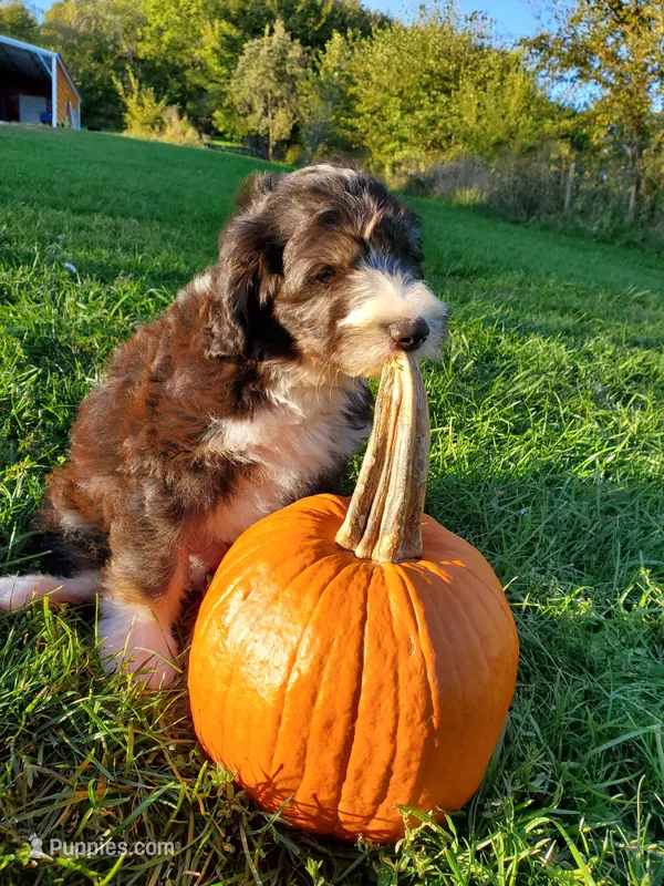 Fozzie – Sheepadoodle puppy for sale in Bellevue, IA
