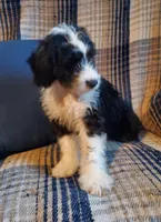 Otis, a male Sheepadoodle for sale in Bellevue, IA – 2 of 3
