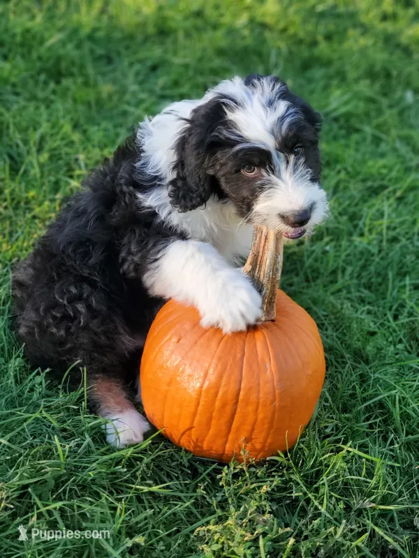 Otis – Sheepadoodle puppy for sale in Bellevue, IA