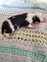 Caspar, a male Sheepadoodle for sale in Bellevue, IA – 2 of 2