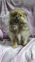 Olive, a female Pomeranian for sale in Bellevue, IA – 7 of 10