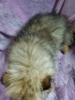 Olive, a female Pomeranian for sale in Bellevue, IA – 2 of 10