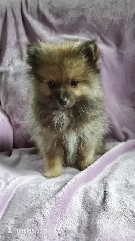 Olive – Pomeranian puppy for sale in Bellevue, IA