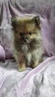 Olive, a female Pomeranian for sale in Bellevue, IA – 1 of 10