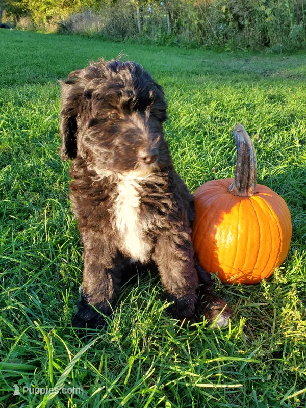 Peaches – Sheepadoodle puppy for sale in Bellevue, IA