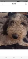 Kayleigh, a female Sheepadoodle for sale in Bellevue, IA – 3 of 3