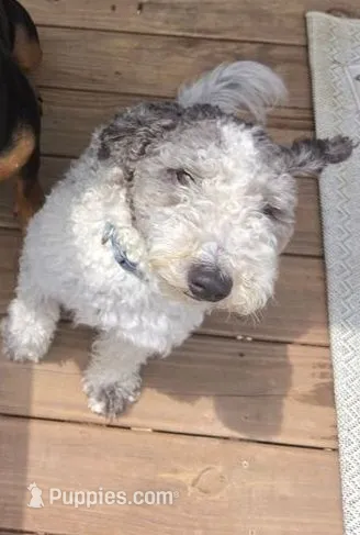 Kayleigh – Sheepadoodle puppy for sale in Bellevue, IA