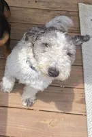 Kayleigh, a female Sheepadoodle for sale in Bellevue, IA – 1 of 3