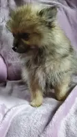Olive, a female Pomeranian for sale in Bellevue, IA – 3 of 10