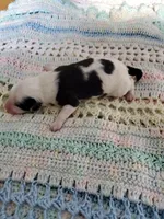 Melchior, a male Sheepadoodle for sale in Bellevue, IA – 1 of 2