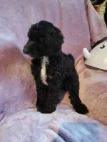 Auggie, a male Sheepadoodle for sale in Bellevue, IA – 3 of 3