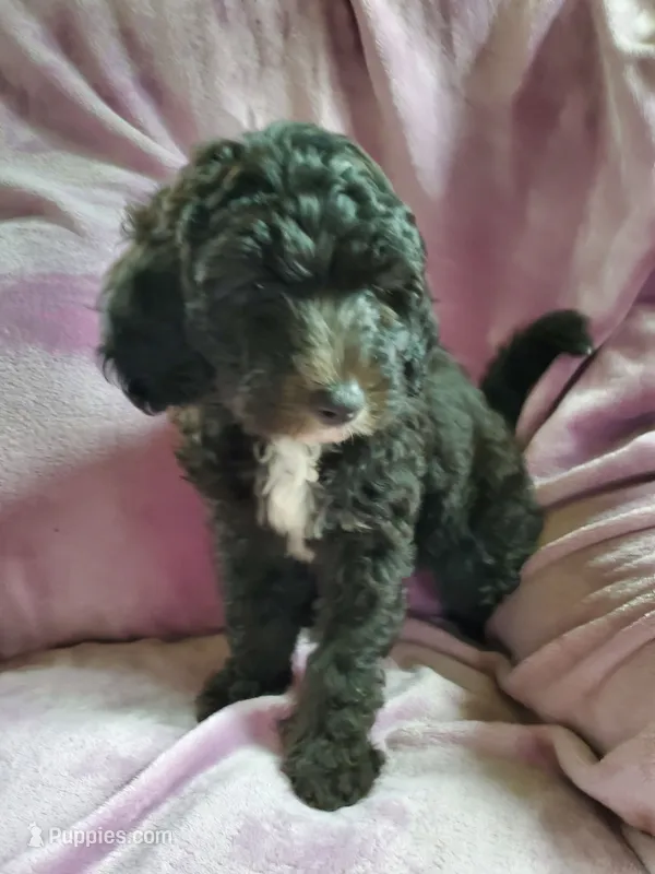 Peaches – Sheepadoodle puppy for sale in Bellevue, IA
