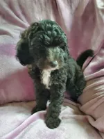 Peaches, a female Sheepadoodle for sale in Bellevue, IA – 1 of 1
