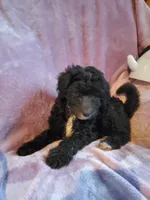 Auggie, a male Sheepadoodle for sale in Bellevue, IA – 1 of 3