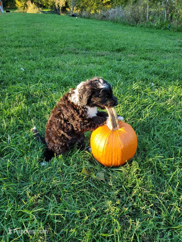 Auggie – Sheepadoodle puppy for sale in Bellevue, IA