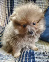 Olivia, a female Pomeranian for sale in Bellevue, IA – 8 of 10