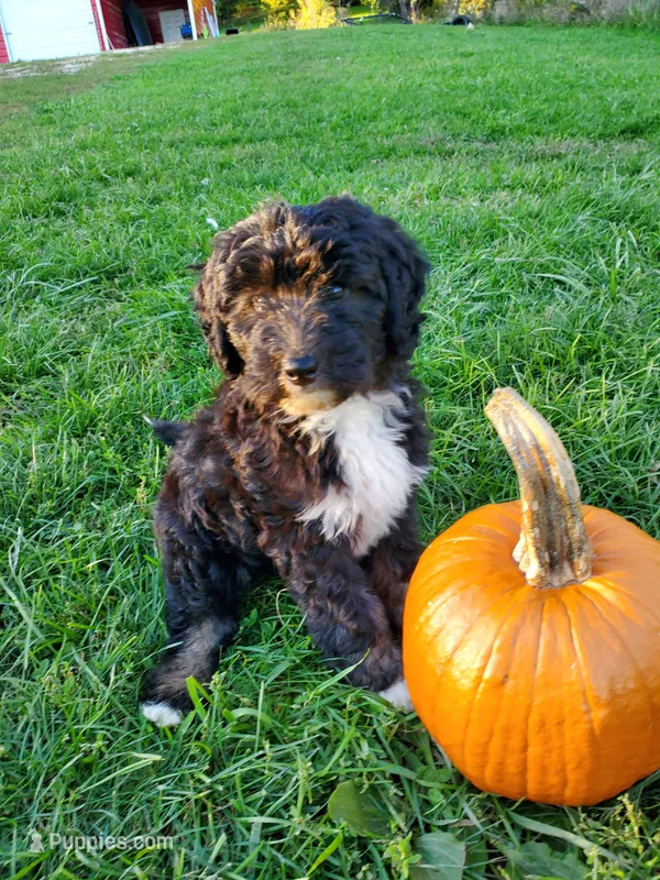 Poppy – Sheepadoodle puppy for sale in Bellevue, IA