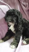Poppy, a female Sheepadoodle for sale in Bellevue, IA – 3 of 3