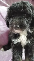 Poppy, a female Sheepadoodle for sale in Bellevue, IA – 2 of 3