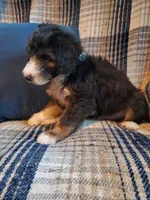 Fozzie, a male Sheepadoodle for sale in Bellevue, IA – 2 of 3