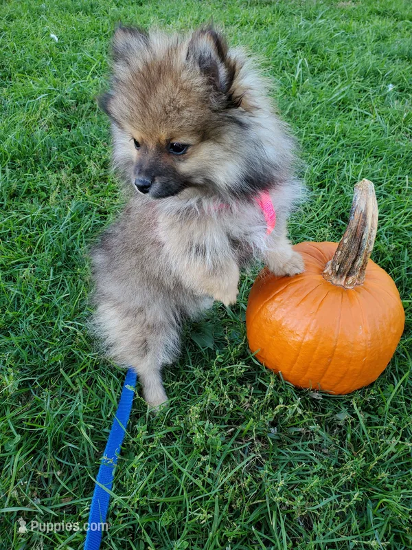 Olive – Pomeranian puppy for sale in Bellevue, IA