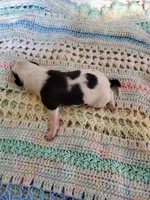 Melchior, a male Sheepadoodle for sale in Bellevue, IA – 2 of 2
