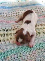 Balthazar, a male Sheepadoodle for sale in Bellevue, IA – 1 of 1