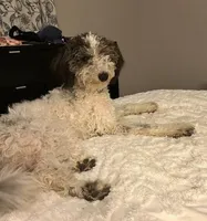Kayleigh, a female Sheepadoodle for sale in Bellevue, IA – 2 of 3