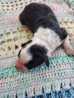 Beth, a female Sheepadoodle for sale in Bellevue, IA – 1 of 1
