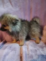 Olive, a female Pomeranian for sale in Bellevue, IA – 9 of 10