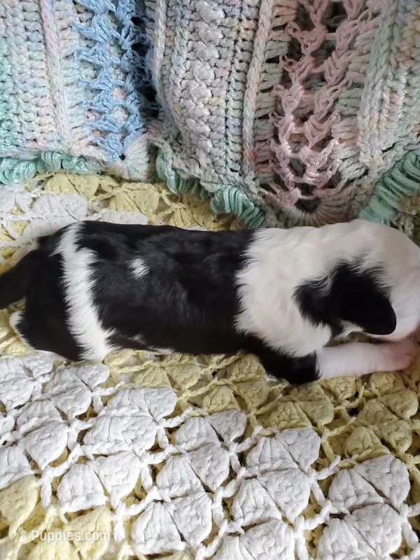 Caspar – Sheepadoodle puppy for sale in Bellevue, IA