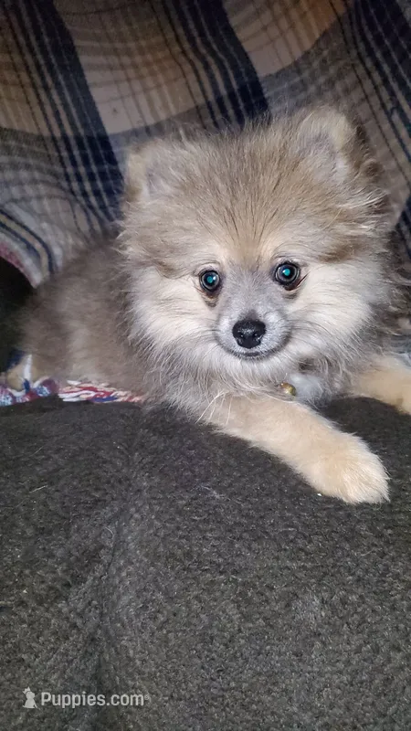 Olivia – Pomeranian puppy for sale in Bellevue, IA