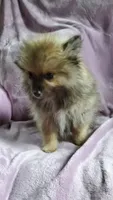 Olive, a female Pomeranian for sale in Bellevue, IA – 8 of 10