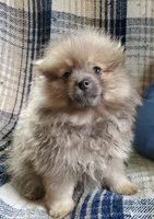Olivia, a female Pomeranian for sale in Bellevue, IA – 3 of 10
