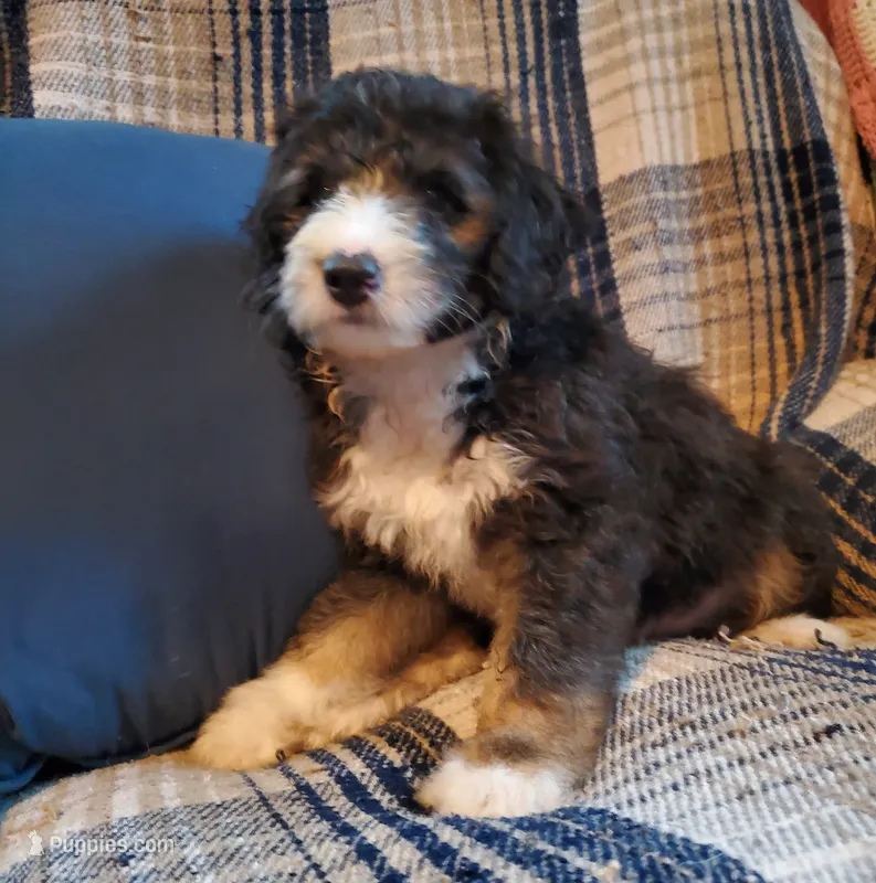 Fozzie – Sheepadoodle puppy for sale in Bellevue, IA
