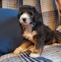 Fozzie, a male Sheepadoodle for sale in Bellevue, IA – 1 of 3