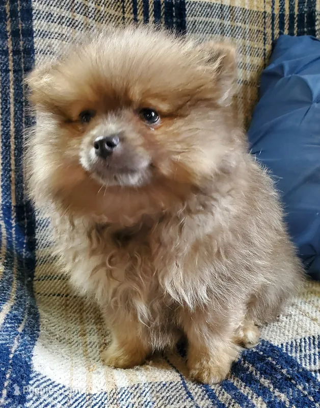 Olivia – Pomeranian puppy for sale in Bellevue, IA